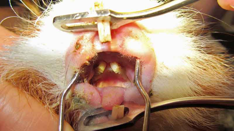 Figure 1. Early identification of dental issues may be particularly difficult in guinea pigs compared to rabbits and other rodent species. Oral conscious examination is challenging and needs to be followed by adequate assessment under anaesthesia.