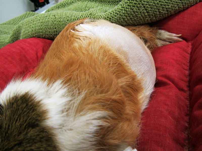 Figure 2. This guinea pig was presented as an emergency for sudden collapse. The severe abdominal distention can be clearly seen.