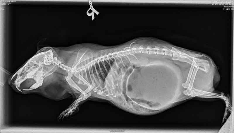 Figure 3. Right latero-lateral radiographic image of the guinea pig in Figure 2. The stomach appears severely overdistended, caudal to a gas distended small intestinal loop, and occupies almost the entire abdominal cavity. Gastric volvulus was suspected based on this radiographic finding, with the guinea pig exhibiting symptoms consistent with the condition.
