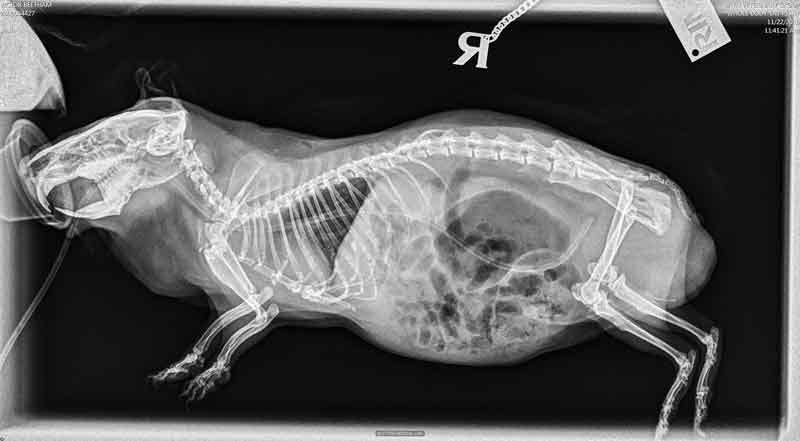 Figure 5. Radiographic image of the guinea pig shown in Figures 2 and 3, following gastric decompression as shown in Figure 4. The stomach is severely reduced in size compared to Figure 3 and a large amount of gas fills the intestinal loops. The tube used for decompression can be still seen in place.
