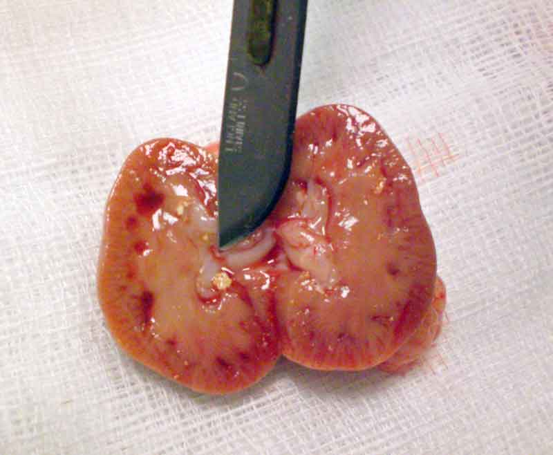 Figure 7. Postmortem image showing the gross appearance of the kidney of a male guinea pig presented for severe weight loss and haematuria. A urolith can be clearly seen.