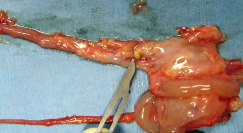 Figure 8. Postmortem image of the same guinea pig in Figure 7, showing a urolith within the distal left ureter.