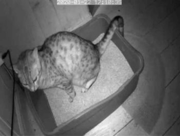 Figure 4b. The webcam is activated when Shai enters the litter box (screenshot from one recording).