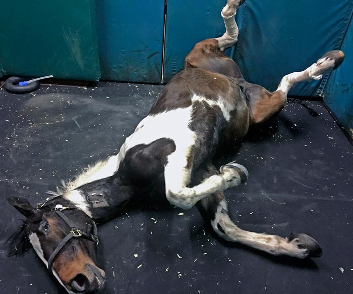 Figure 1. Safety should always be the first priority when dealing with a horse with severe colic. It may be necessary to try to administer sedatives to the horse prior to examination.