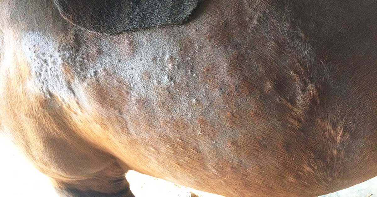 Figure 1. Patchy alopecia and areas of self-trauma in a horse with allergic skin disease.