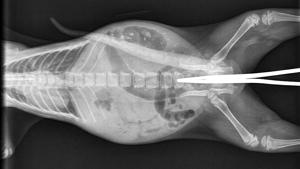 Vets connecting Toulouse's bowel to his new bottom.