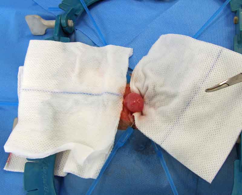 Figure 10. Cystotomy for surgical removal of bladder stones is performed following the same guidelines as in other companion species.