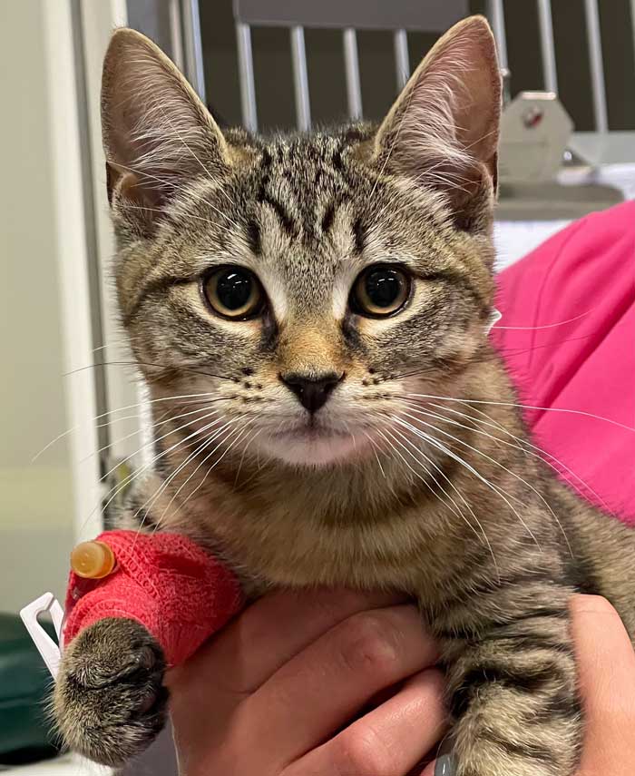 Nala