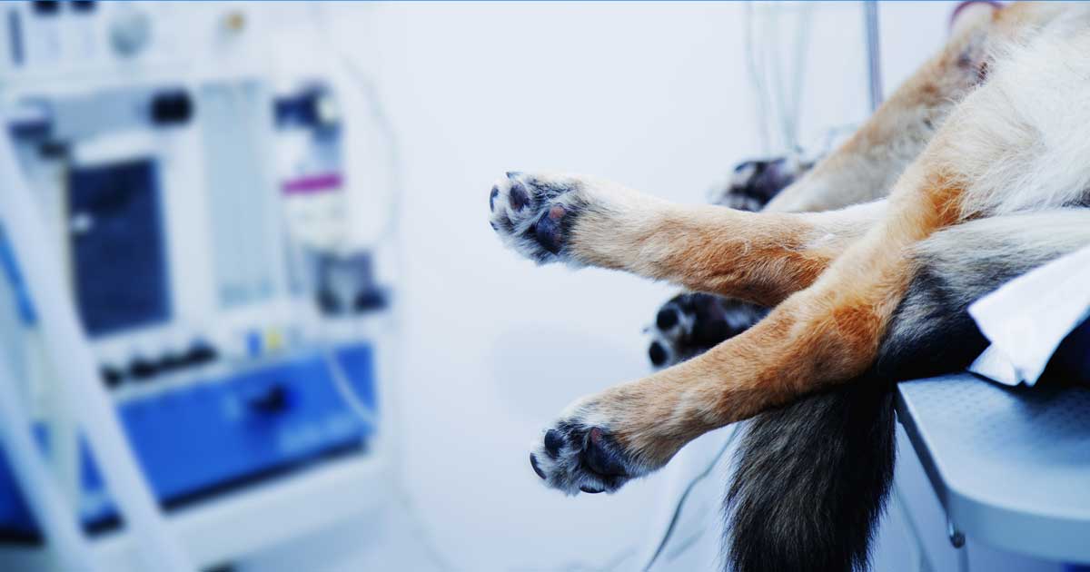 Dog waiting to receive surgery, under anaesthesia.