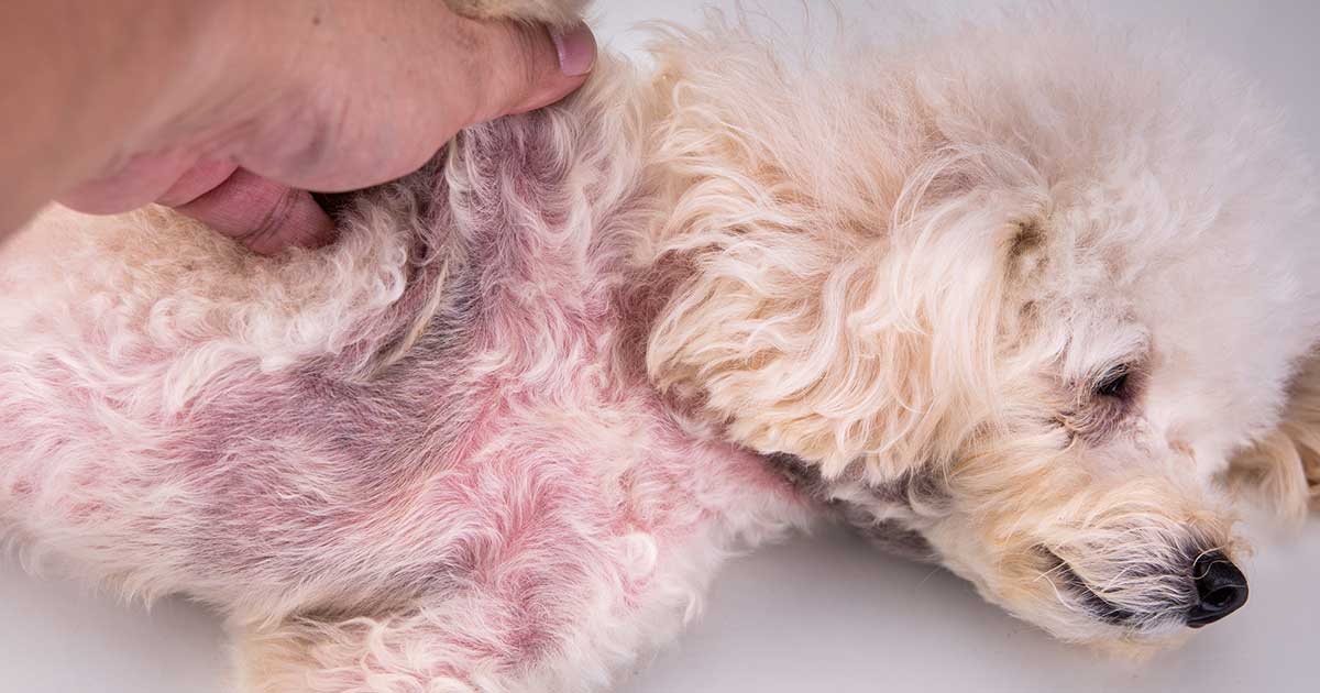 Dog with skin disease
