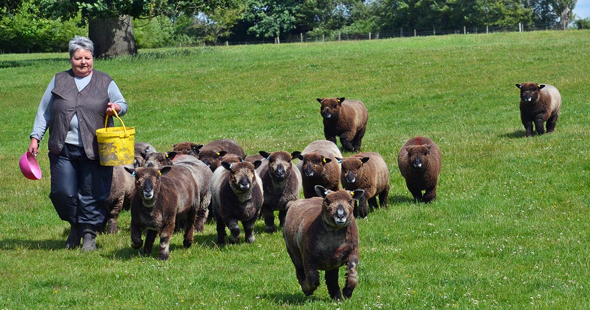 The service is available to sheep breeders across the midlands.