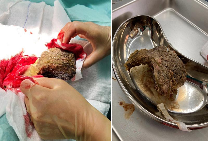 Left: an obstruction being removed from the stomach of one of the dogs. Right: the removed obstruction.