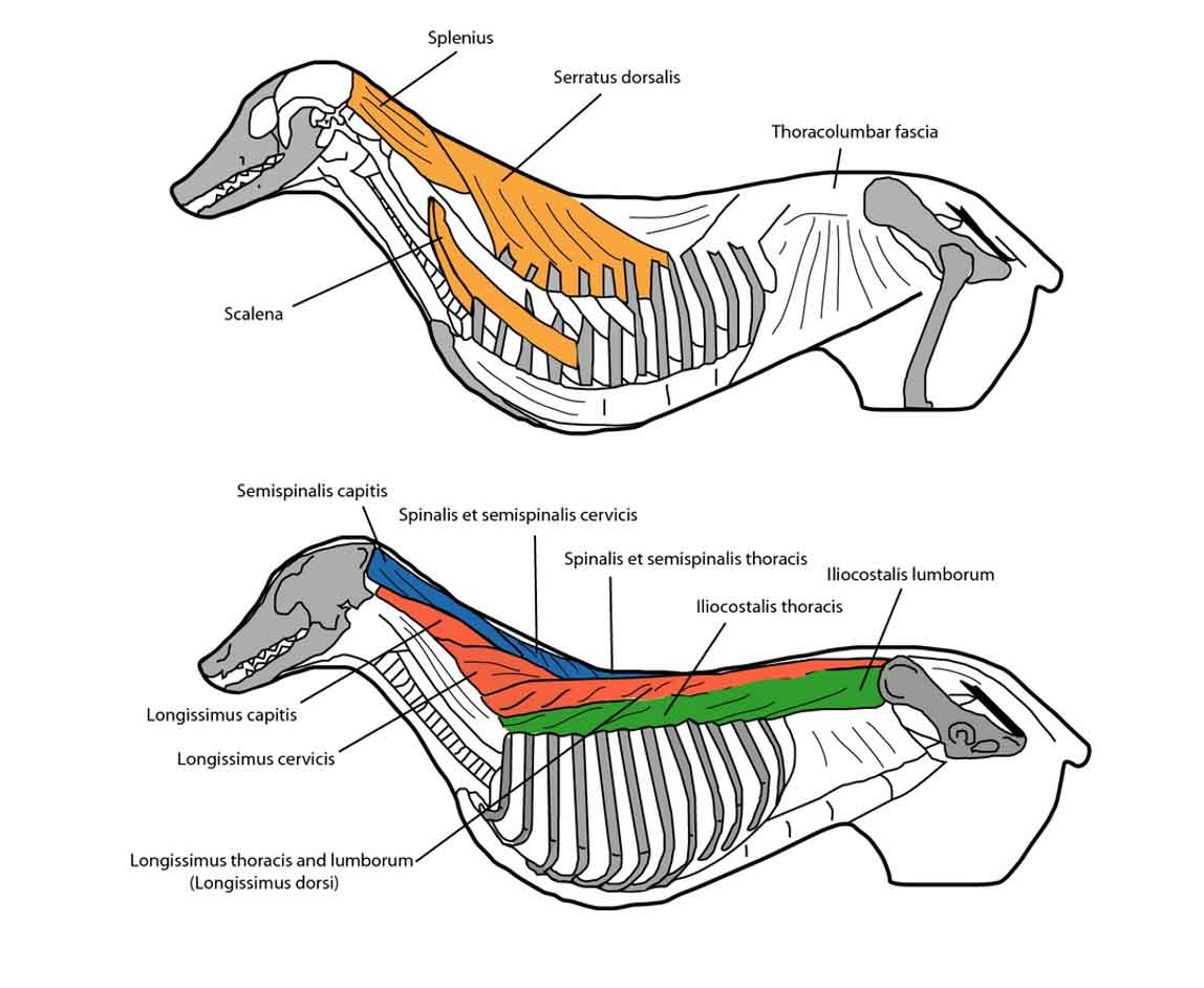 Figure 1. The erector spinae muscle group (Webster et al, 2014).