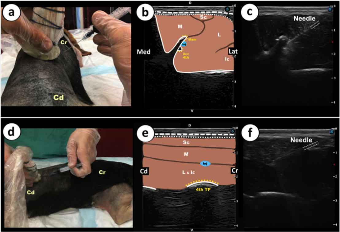 Figure 2. Ultrasound image and landmarks for the lumbar transversal and parasaggital approaches to the lumbar erector spinae plane block at the level of the fourth lumbar vertebrae. (a) Orientation of the transducer for the transversal approach (TA). (b) Schematic representation of injection site for the TA. (c) Ultrasonographic visualisation of the needle positioning prior to the injection of the contrast dye solution for the TA. (d) Orientation of the transducer for the parasagittal approach (PSA). (e) Schematic representation of injection site (Inj) for the PSA. (f) Ultrasonographic visualisation of the needle positioning prior to the injection of the contrast dye solution for the PSA. Acc = accessory process of the fourth lumbar vertebrae, Cd = caudal, Cr = cranial, D = dorsal, Ic = iliocostalis lumborum, Inj = injection site, L = m. longissimus lumborum, Lat = lateral, M = m. multifidi, Mam = mamillary process, Med = medial, Sc = m. sacrocaudalis dorsalis lateralis, 4th TP = transverse process of the fourth lumbar vertebrae, V = ventral.
