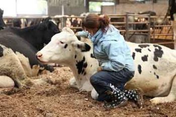 Figure 4. Gentle tactile contact and stroking has been shown to reduce cortisol levels in cattle.