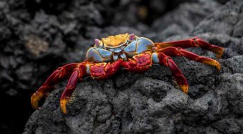 Figure 2. The behaviour of crabs indicates conscious experience of pain.