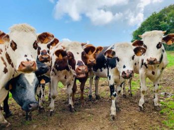Figure 3. Cows called by names produce significantly higher yields.