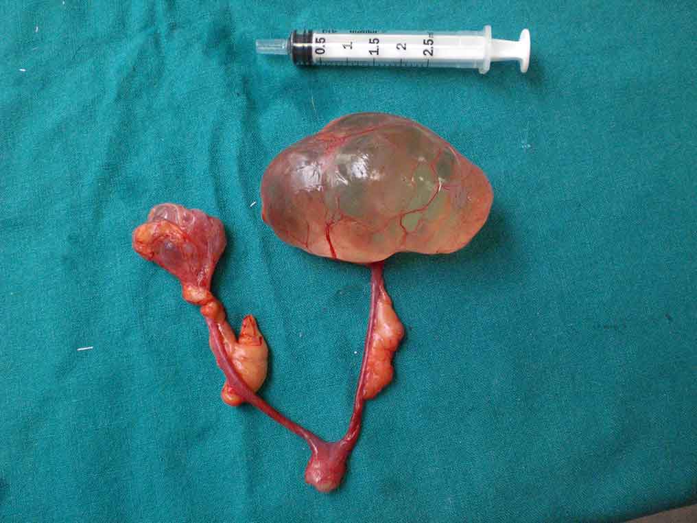 Figure 1. Cysts can range in size between 0.5cm and 7cm, with an increase in size as the animal ages. Cysts are generally filled with clear fluid – they can be single or multilocular; unilateral or bilateral.