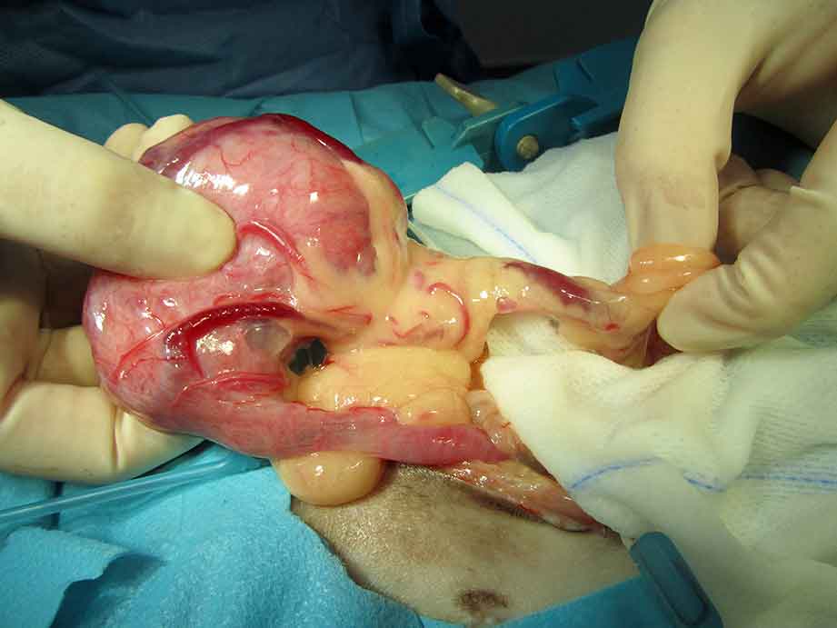 Figure 2. Tumours of the reproductive tract are considered relatively common in guinea pigs. The intraoperative picture shows a uterine adenoma being removed. Uterine neoplasia is often seen concomitantly with ovarian cysts.