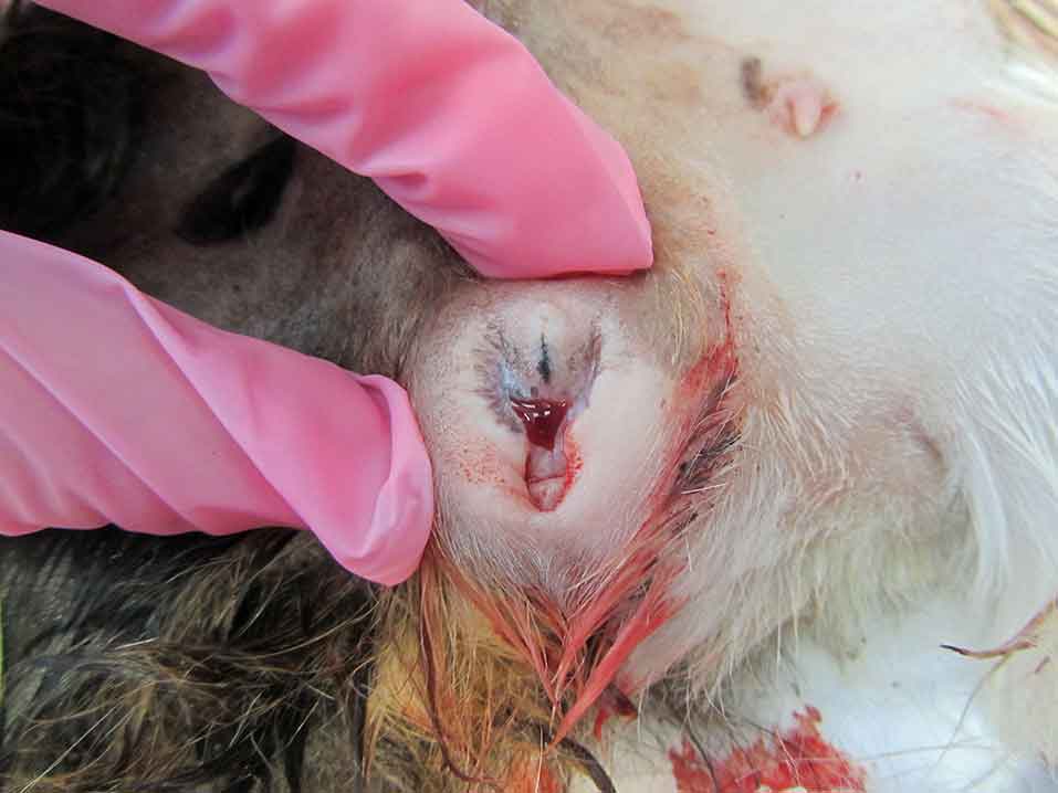 Figure 3. Haemorrhagic vaginal discharge was the only presenting symptom in the female guinea pig of Figure 2. On physical examination a firm, painful caudal abdominal mass was palpable.