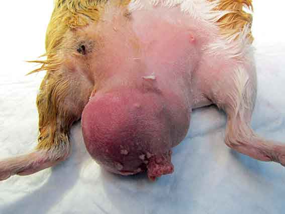 Figure 8. The guinea pig in the picture was presented for a large, painful monolateral scrotal swelling, which revealed to be an abscess. The cause of the abscess remained unknown in this case.