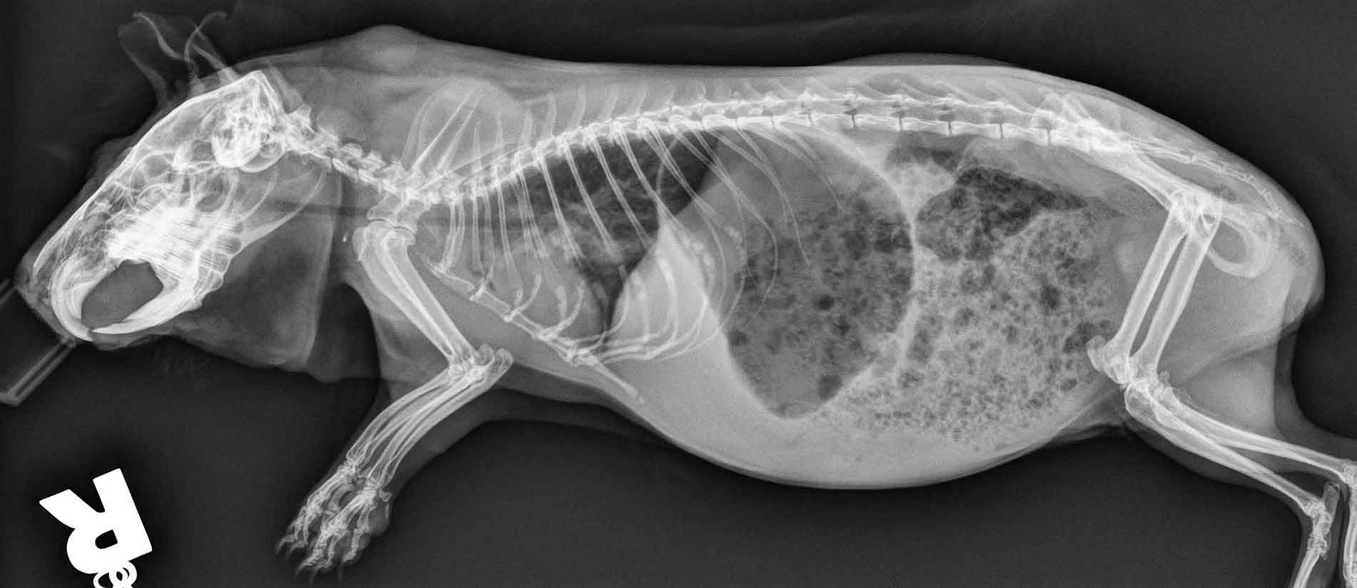 Figure 9. Radiography may be a useful diagnostic tool in patients with respiratory symptoms. Lung patterns may be difficult to interpret in very small animals.