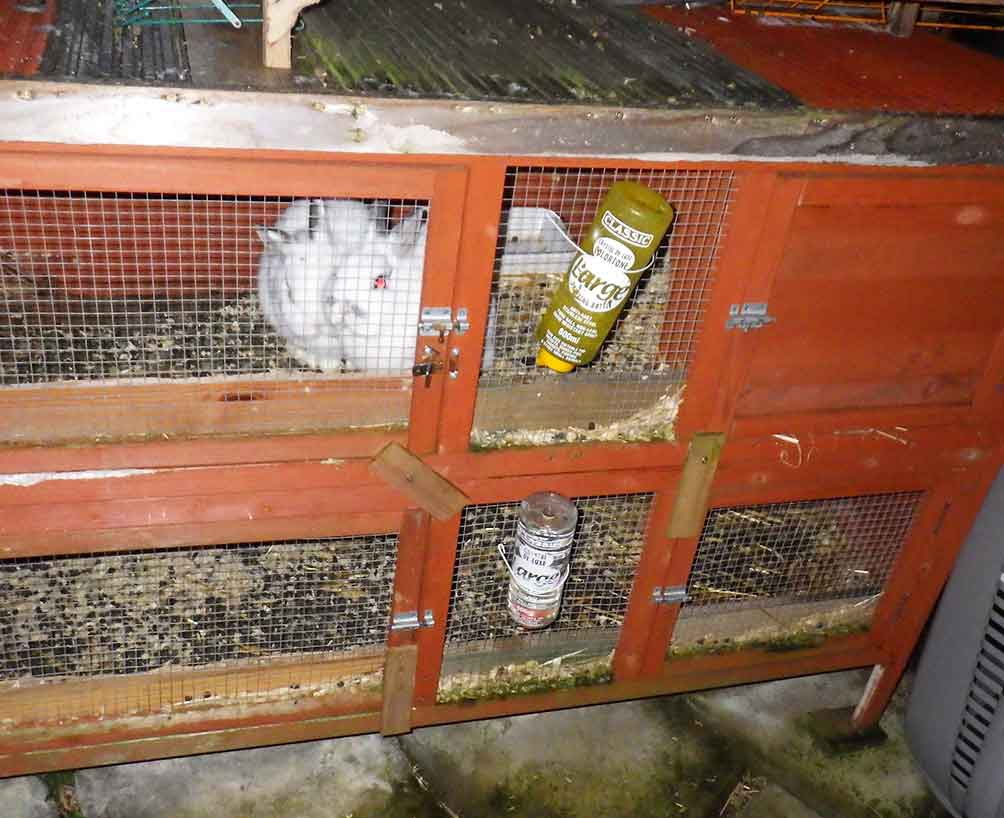 Figures 5b. Restricted environments promote disease – a hutch is not enough. Images: RSPCA
