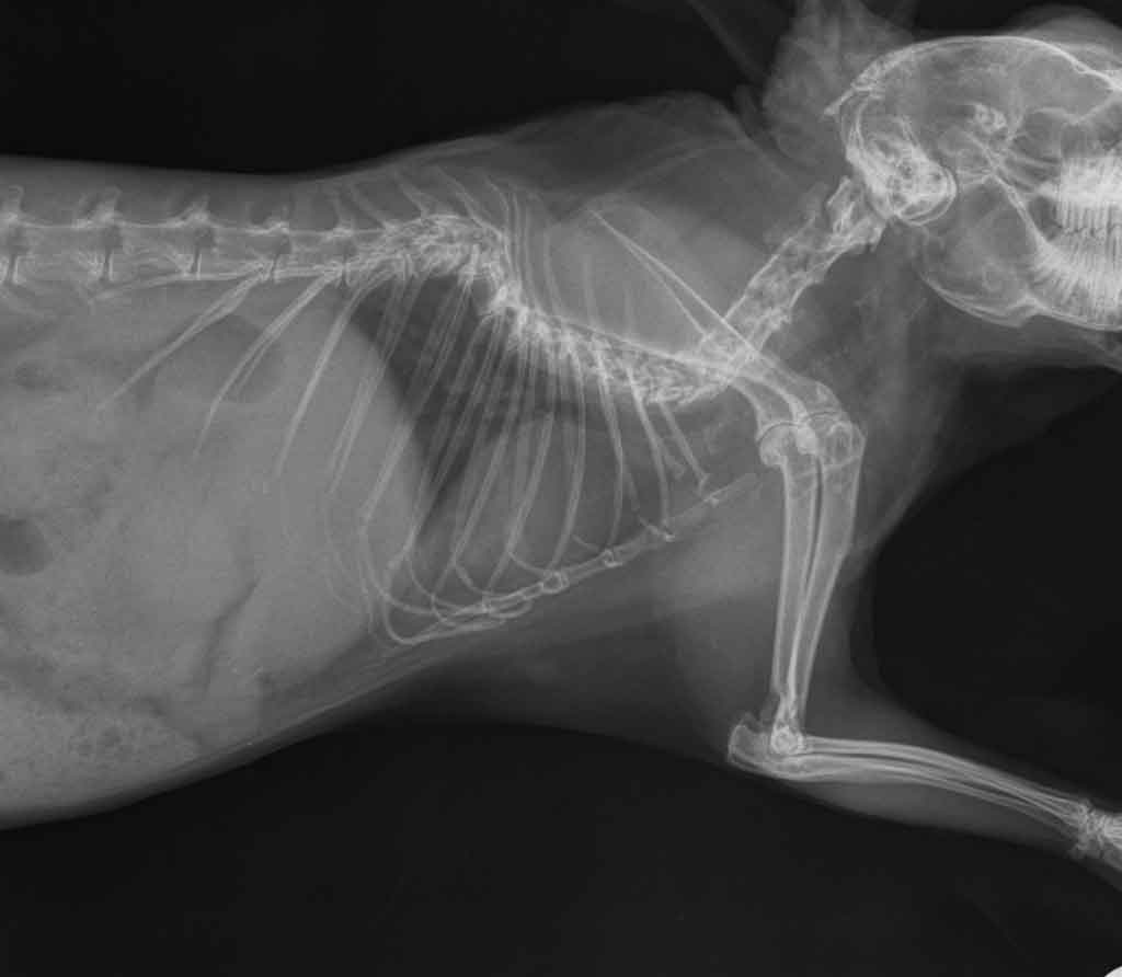 Figure 6. Spinal subluxation. Though the injury is likely to have resulted in early life from inappropriate handling, the spinal issues were only detected later and incidentally while being investigated for a retrobulbar abscess. At this stage, wasting of hindlimb muscles was noted.