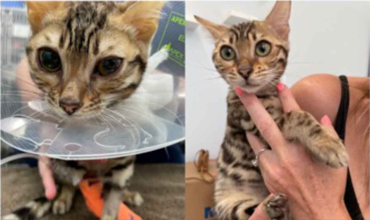 Figure 8. A Bengal kitten with ocular and CNS FIP before (left) and after (right) treatment with remdesivir.