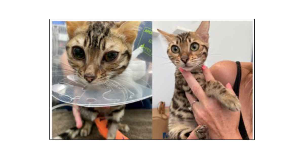 Feline Infectious Peritonitis Hope On The Horizon For Cats Vet Times Feline Infectious Peritonitis Hope On The Horizon For Cats Vet Times