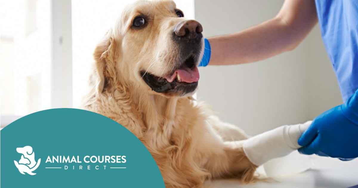First as degree-level qualification covers physiotherapy and hydrotherapy |  Vet Times