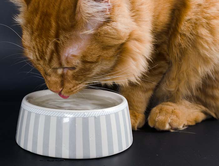 Figure 2. Generally, cats prefer glass, metal or ceramic rather than plastic bowls. They also prefer wide, shallow bowls filled to the brim.
