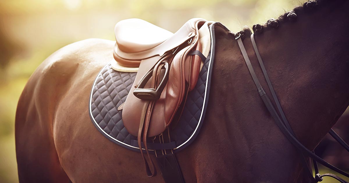 Horse wearing saddle. Image © Valeri Vatel / Adobe Stock