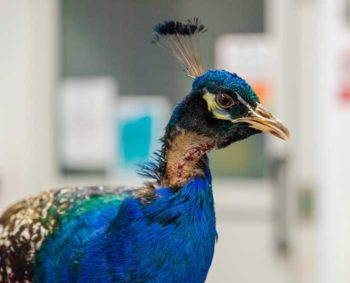 Pea Whizzle was treated at Southfields Veterinary Specialists in Basildon.
