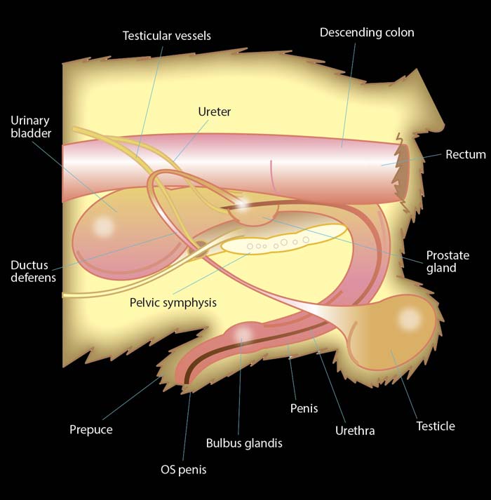 Figure 1. Diagram of a male canine bladder.