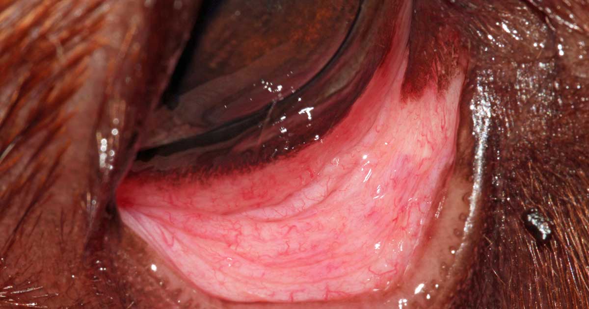 Figure 1. The meibomian gland orifices of the canine lower eyelid localised within the shallow grooved area called the grey line.