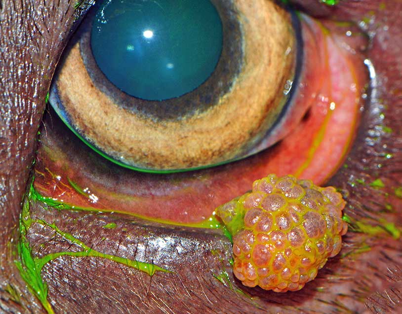 Figure 13. Viral papilloma affecting the left lower eyelid. Image: Comparative Ocular Pathology Laboratory of Wisconsin