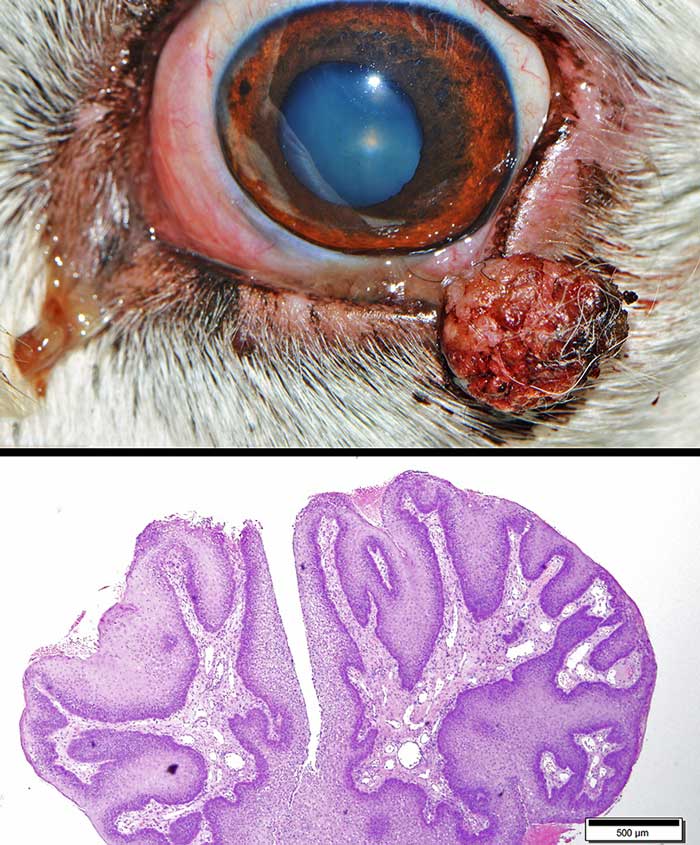 Figure 14. Clinical and histopathological presentation of reactive papilloma affecting the left lower eyelid. Image: Comparative Ocular Pathology Laboratory of Wisconsin
