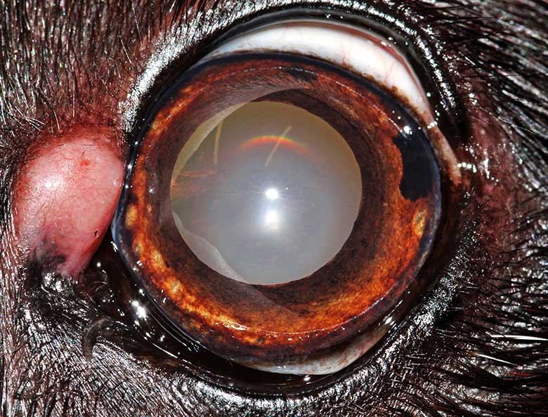 Figure 15. Clinical presentation associated with histiocytoma in the left upper eyelid.