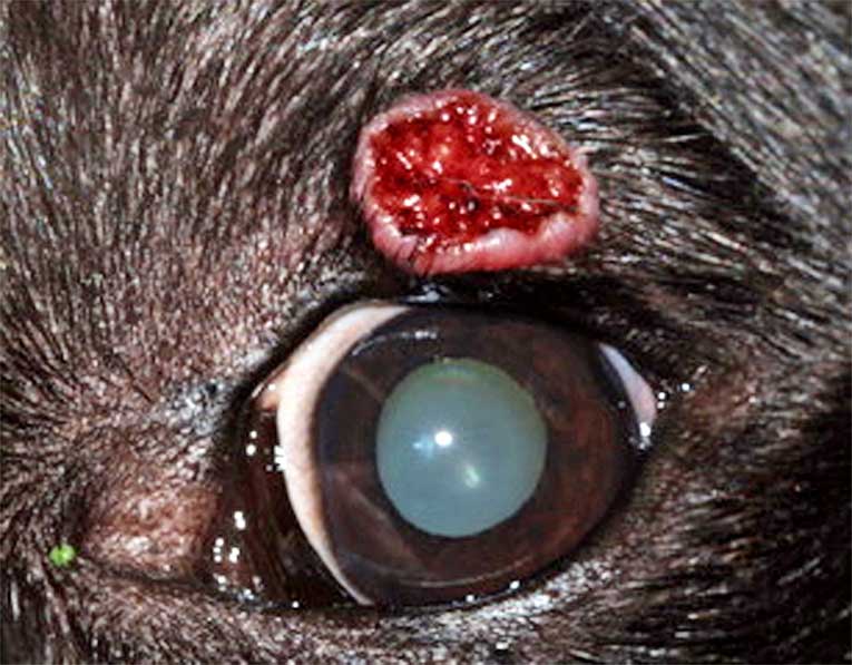 Figure 18. Squamous cell carcinoma affecting the left upper eyelid in a 10-year-old Labrador retriever.