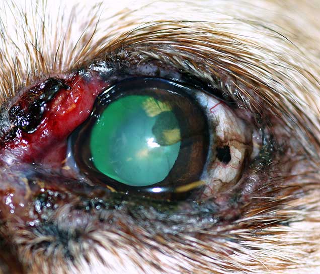 Figure 19. Clinical presentation of epitheliotropic lymphoma – left eye.