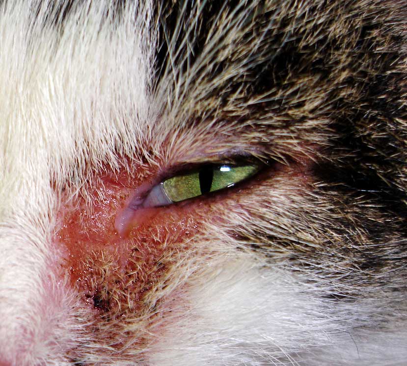 Figure 4. Atopic dermatitis affecting the left eye in a cat.
