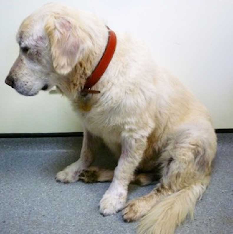 Figure 3. A dog with sarcoptic mange. In this dog, lesions affect mainly the front limbs, outer pinnae and face.