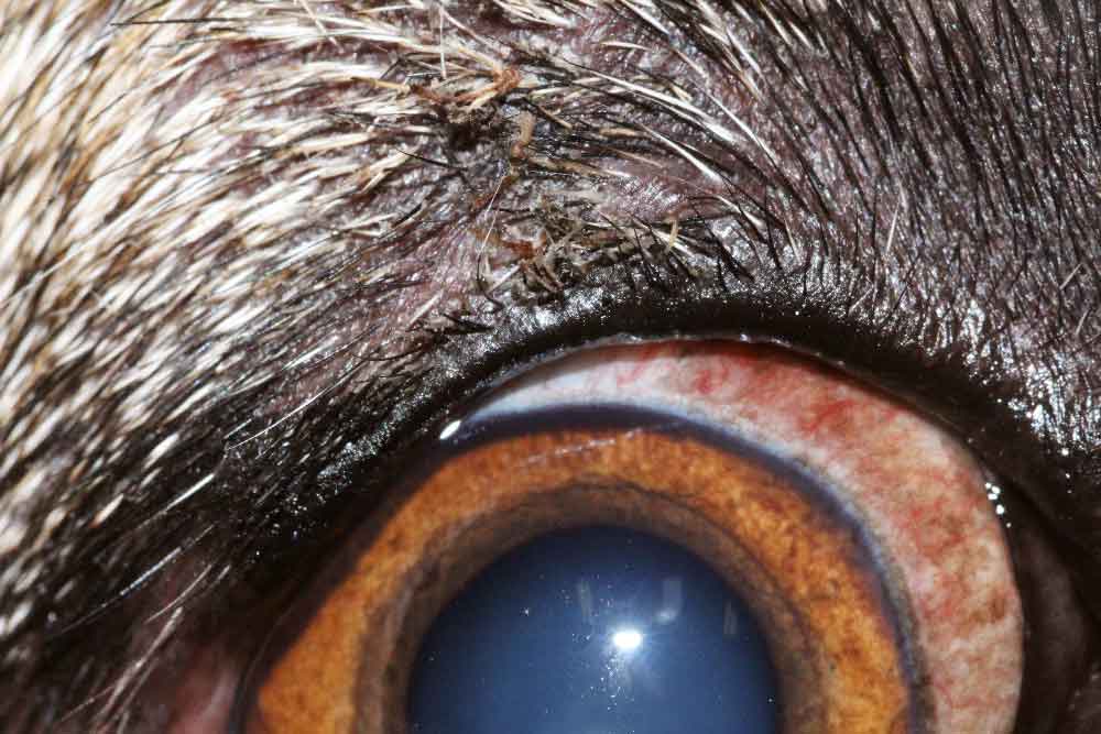 Figure 11. Appearance of the upper eyelid two weeks after a mass removal via a four‑sided eyelid resection.