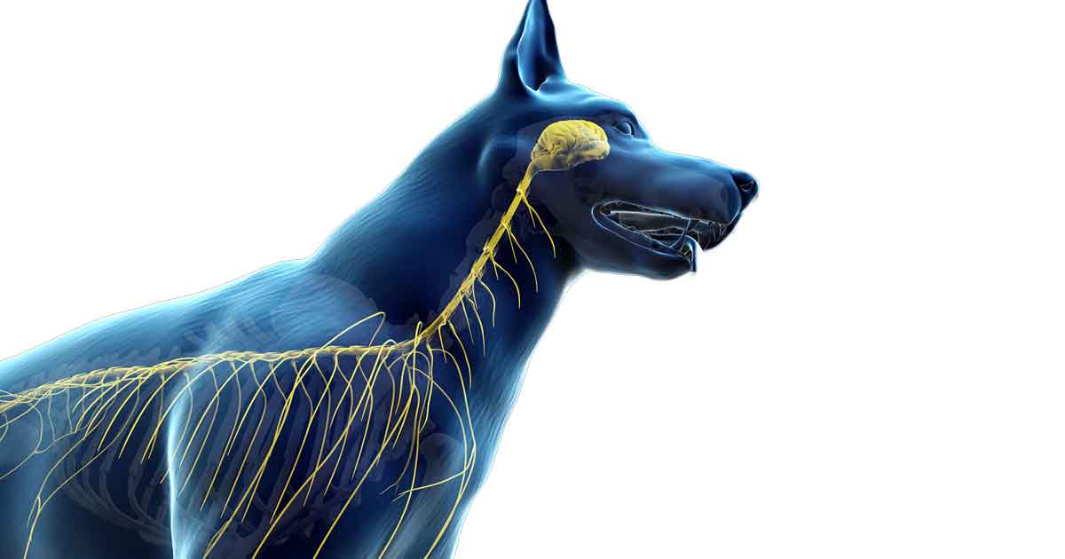 Image: SciePro / Adobe Stock neurology dog veins etc