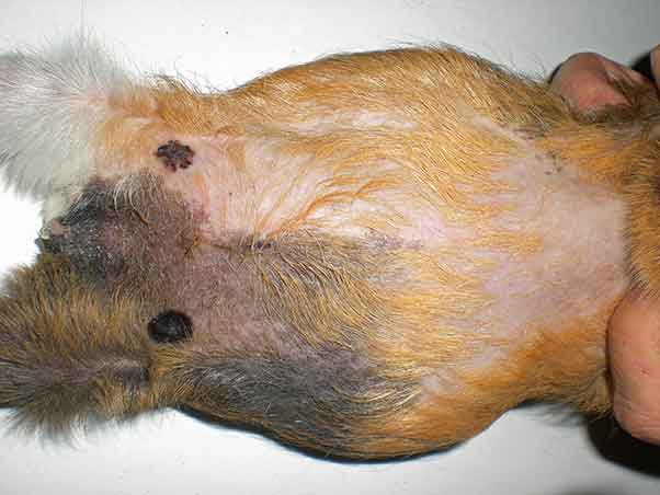 Figure 5. A non-pruritic symmetrical alopecia of the lumbosacral, flank or inguinal areas may be seen is some guinea pigs, likely as a result of the catabolic effect of the oestrogen produced by the steroidogenic follicular or neoplastic ovarian cysts.