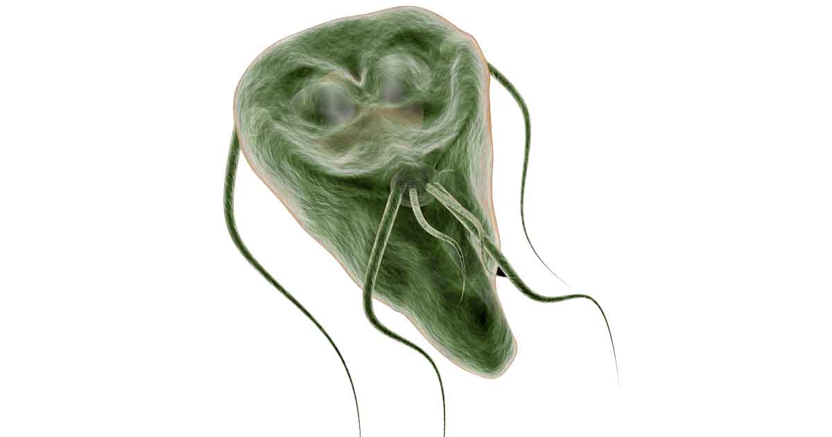 Giardia protozoan 3D model. Image: fotovapl / Adobe Stock
