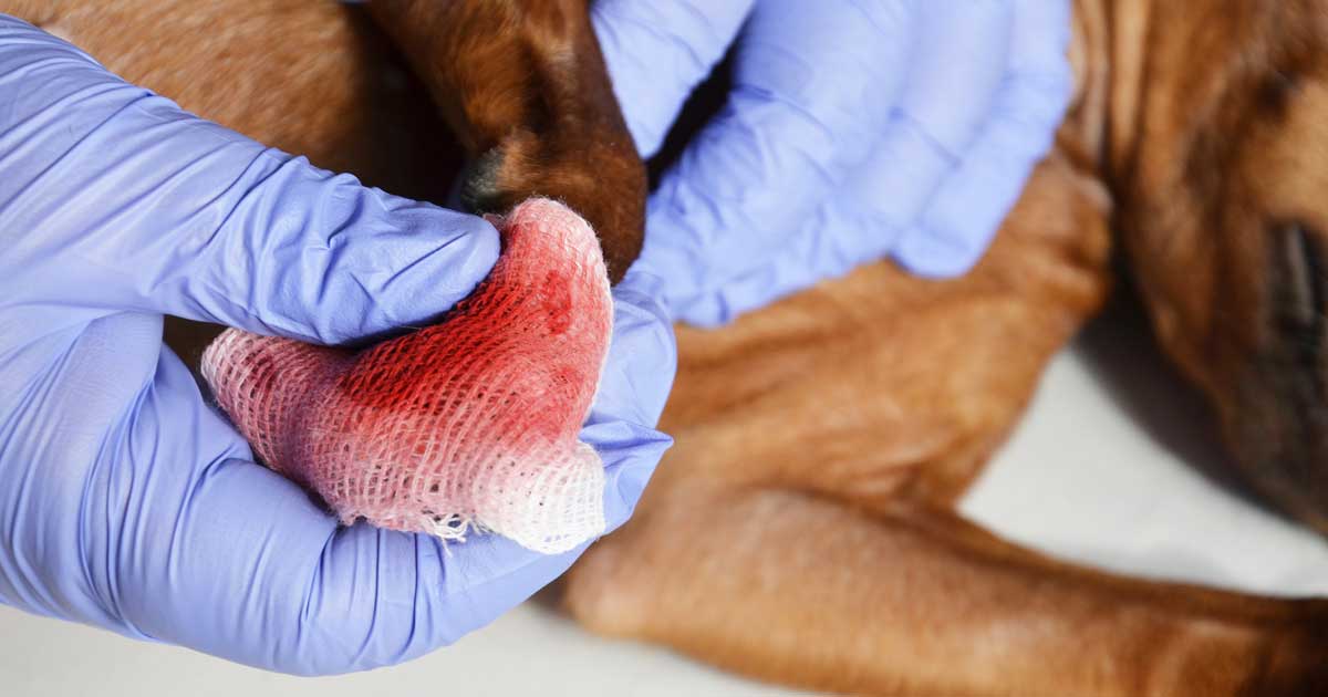 treat treating wound emergency critical care Image: © BetterPhoto / Adobe Stock