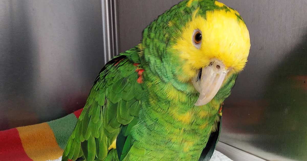 Figure 1. The patient, a one-year-old double yellow-headed Amazon parrot.