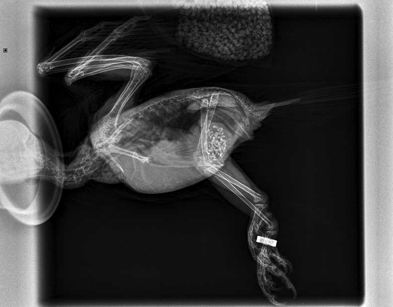 Figure 2. Small particles of lead reported in ventriculus.